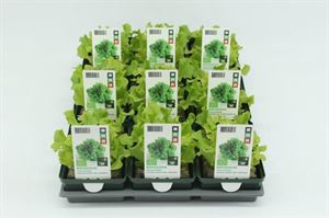 Bild von Sla. Lollo Bionda